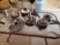 Pots and pans grouping including Farberware