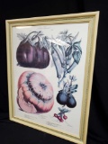 Vintage framed Botanical print