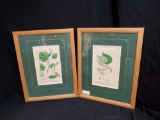 (2)VINTAGE Botanical prints, wood framed under glass, with Certificates