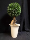 Very Nice Ceramic potted Boxwood Topiary