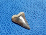 This on is LONG in the TOOTH! Old shark tooth artifact