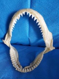Fabulous authentic shark jaw With teeth