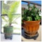 (2) LIVE PLANTS in large glazed ceramic pots with roller plates