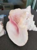 Large Conch Shell and additional bag of shells