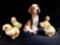 (5) VINTAGE CERAMIC: FOXHOUND, DUCKS, CHICKS