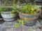 Pair of BOURBON BARREL PLANTERS with contents