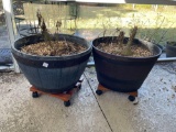 PAIR OF BOURBON BARREL PLANTERS and PLANT ROLLERS