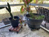 ONE BOURBON BARREL PLANTER AND ONE BLACK PLANTER ON ROLLING BASES -