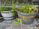 Pair of BOURBON BARREL PLANTERS with contents