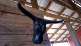 MOLDED PLASTIC BULL HEAD, WALL HANGER, METAL WALL SPIKE ATTACHMENT
