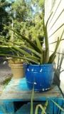 LARGE 29-IN ALOE PLANT in Planter