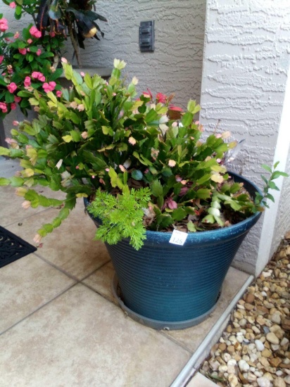 Nice Blue Resin Planter with LIVE Schlumbergera truncata Cactus