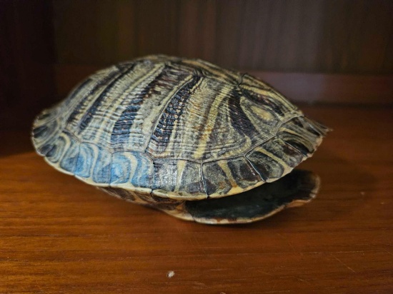 Taxidermy Lot: Turtle Shell