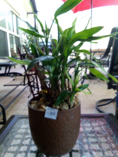 LIVE Lucky Bamboo Plant in Pot