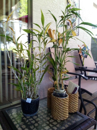 Pair of Small LIVE Potted Plants POSSIBLY Dendrobium Nobile