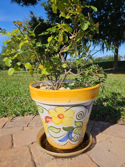 Brightly Colored Ceramic Planter with LIVE Pink Rose Bush