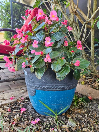 15 in. potted plant