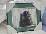 Framed and Matted Sea Lion Picture, Trained to Paint