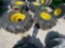 SET OF 900/65R32 WHEELS WITH SPACERS