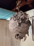 Paper Wasp Nest