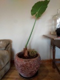 Potted Plant in Large Ceramic Planter
