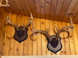 Two Sets of Mounted Whitetail Antlers