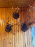 Three Sets of Mounted Whitetail Antlers
