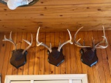 Three Sets of Mounted Whitetail Antlers