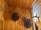 Two Sets of Mounted Whitetail Antlers