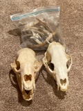 Two Bear Skulls and Bag of Whitetail Antlers