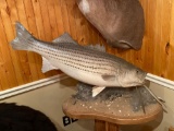 Striped Bass Mounted to Table