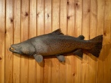 Brown Trout Mount