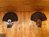 Two Turkey Fan Mounts with Beards