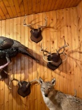 Four Sets of Mounted Antlers