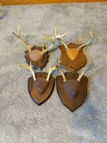 Four Sets of Mounted Antlers