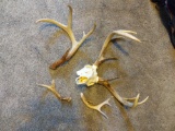 Unmounted Antlers on Skull and Loose Antlers