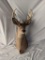 8-Point Whitetail Buck Shoulder Mount