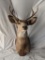 6-Point Whitetail Buck Shoulder Mount
