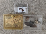 Preserved Insects