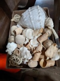 Seashells & Other Decorative Pieces