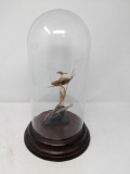 Fish & Crayfish Under Glass Dome on Wooden Base- posibly carved of horn