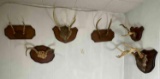 6 Mounted Antler Plaques