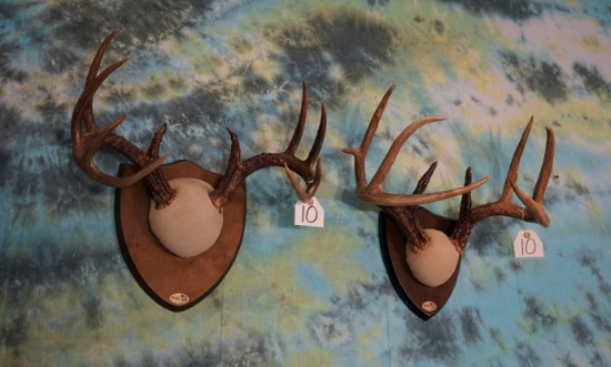 Pair of South Texas Whitetail Deer Antlers on Plaques Taxidermy