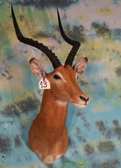 African Impala Shoulder Taxidermy Mount