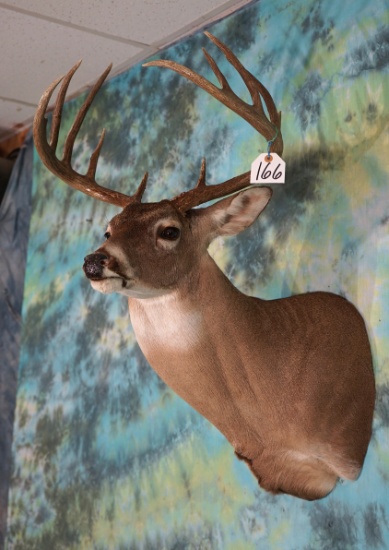 11 point Texas Whitetail Deer Shoulder Taxidermy Mount