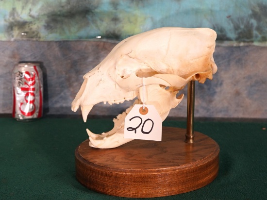 Black Bear Skull on Pedestal Panel Taxidermy