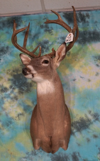 9pt. Texas Hill Country Whitetail Deer Shoulder Mount Taxidermy