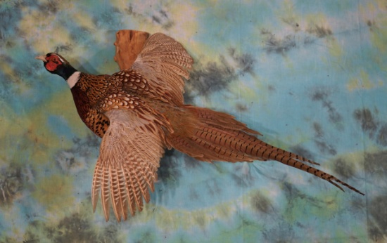 Flying Ringneck Pheasant Taxidermy Bird Mount