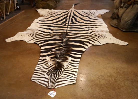 11Ft. 2" African Zebra Rug Taxidermy Mount
