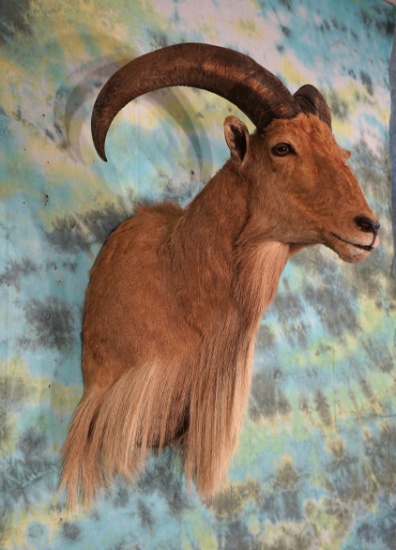 Aoudad Sheep Shoulder Taxidermy Ram Mount
